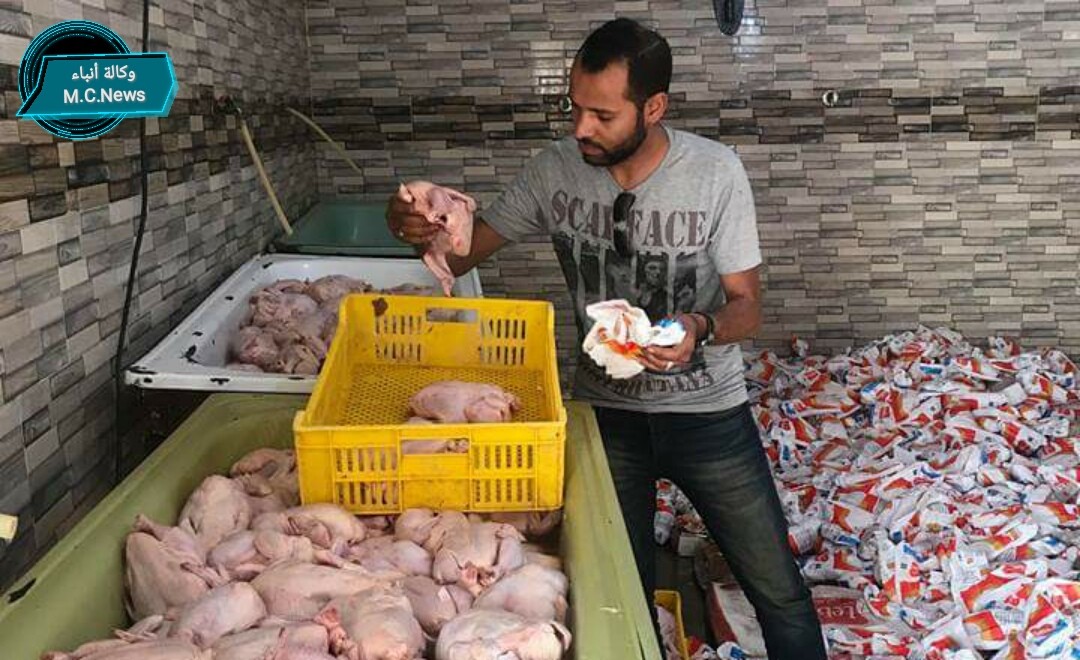 دجاج فاسد مقطع بداخل المجزر يعاد بيعه