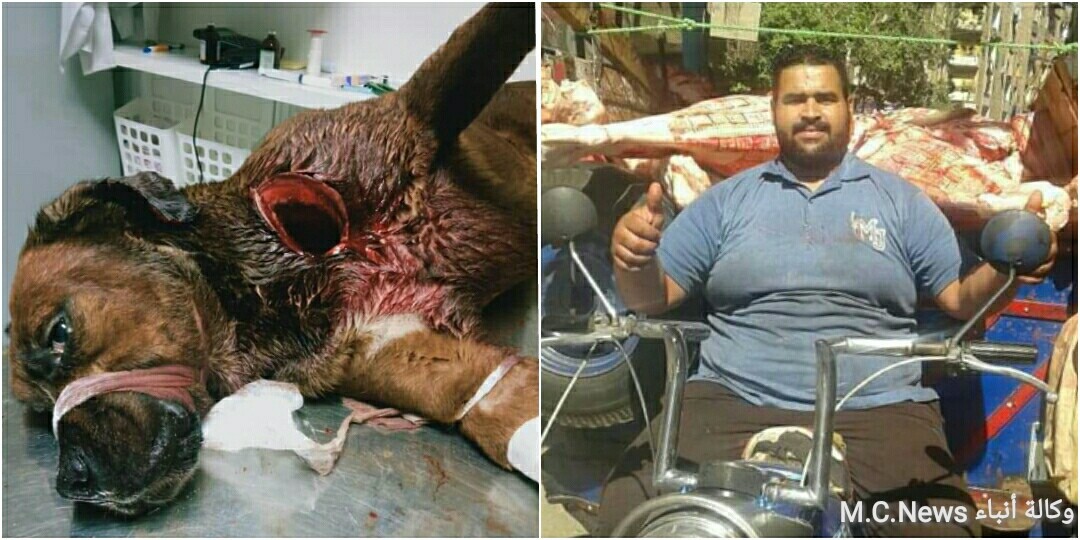 جزار الدقي والكلب الذي ذبحة (تعبيرية)