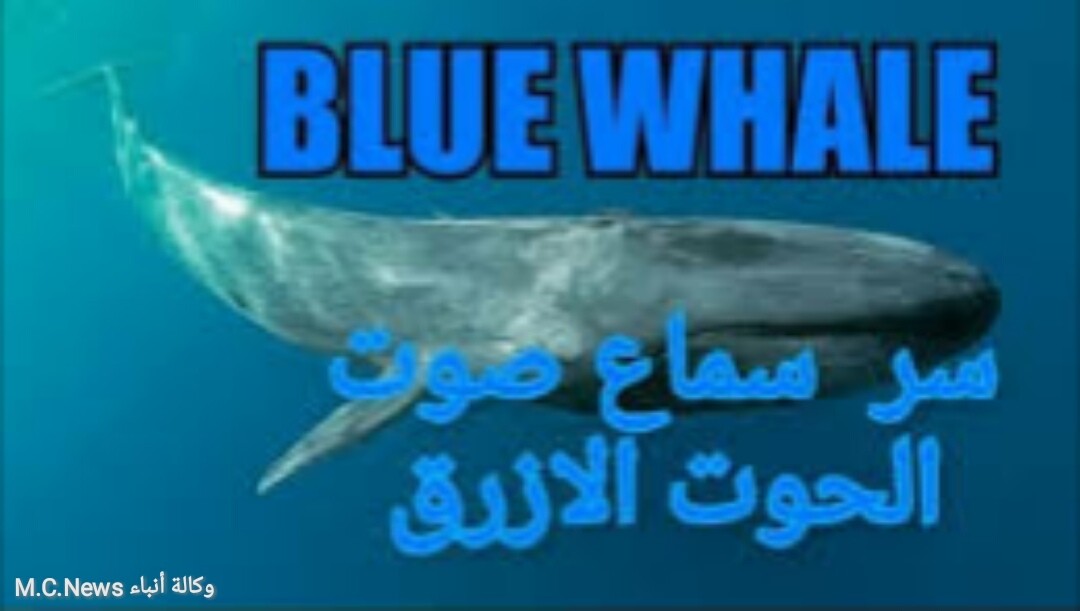 الحوت الأزرق (أرشيفية)