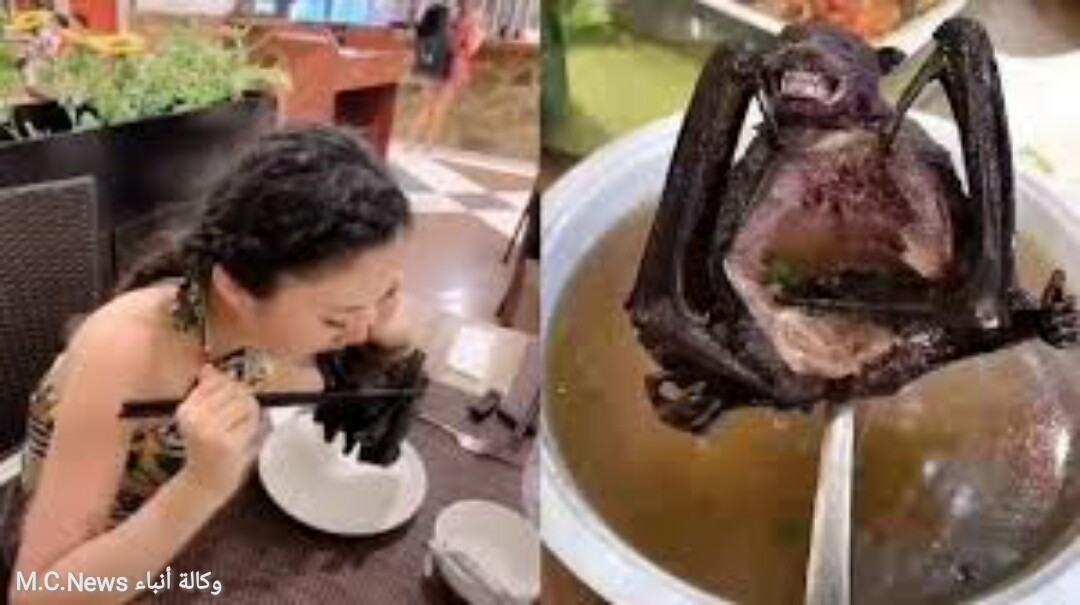 فتاة صينية تأكل شوربة الخفافيش