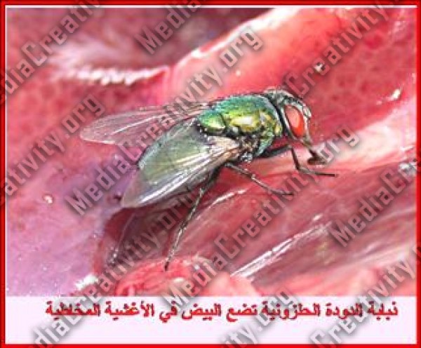 مؤسسة الإبداع الإعلامي وتنمية المجتمع