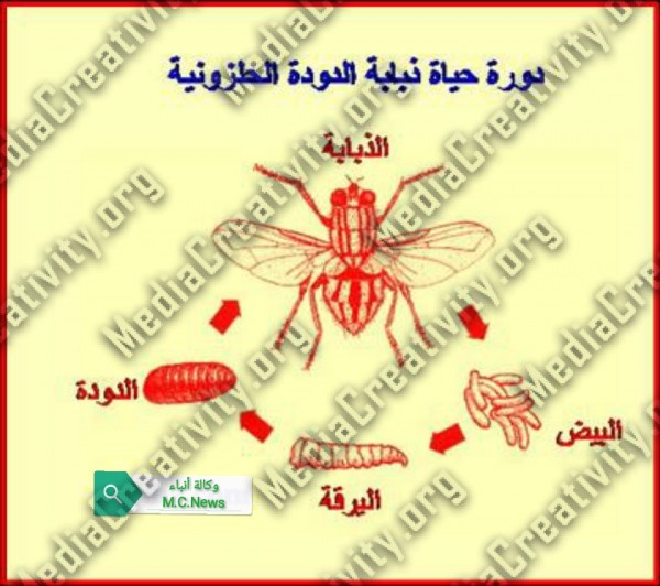 مؤسسة الإبداع الإعلامي وتنمية المجتمع